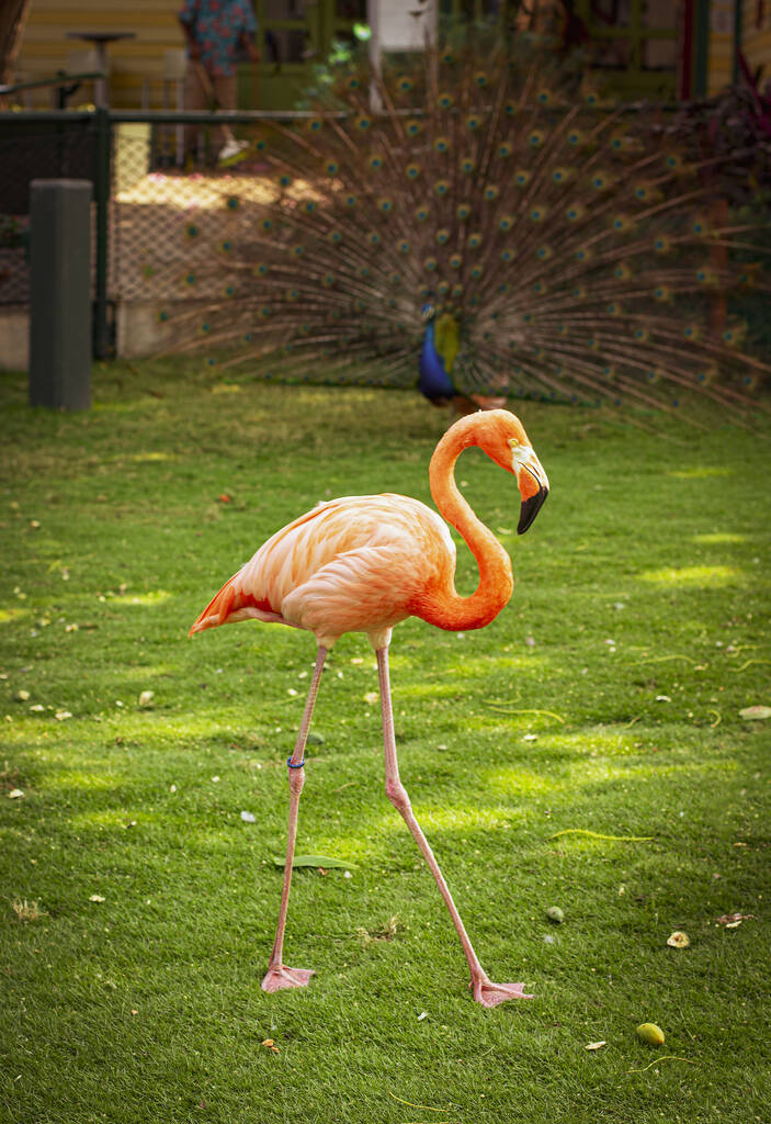 鸟儿在新鲜空气中。接触动物园里的火烈鸟