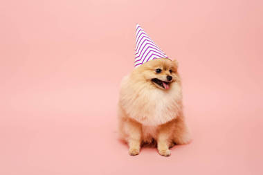 粉紅的波美拉尼亞斯皮茨犬坐在派對(duì)上慶祝生日