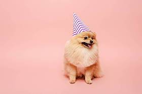 粉红的波美拉尼亚斯皮茨犬坐在派对上庆祝生日