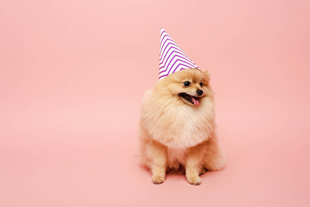 粉红的波美拉尼亚斯皮茨犬坐在派对上庆祝生日