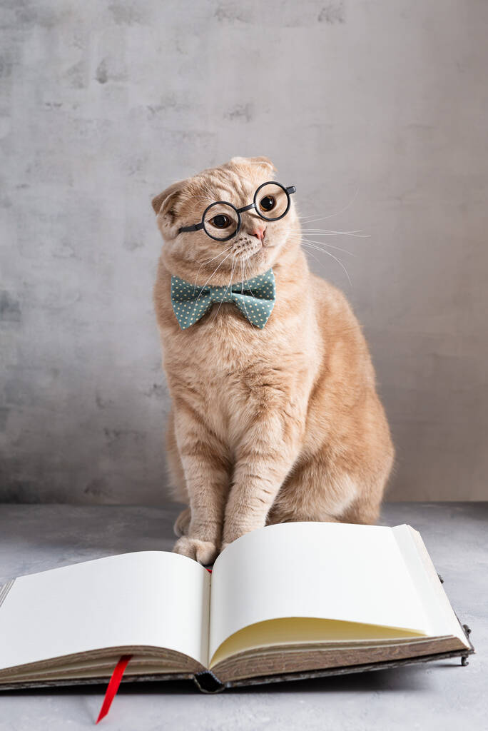 戴眼镜和领结的学来的猫坐在翻开的书本前.远程教育，在线课程，外语概念。靠近点