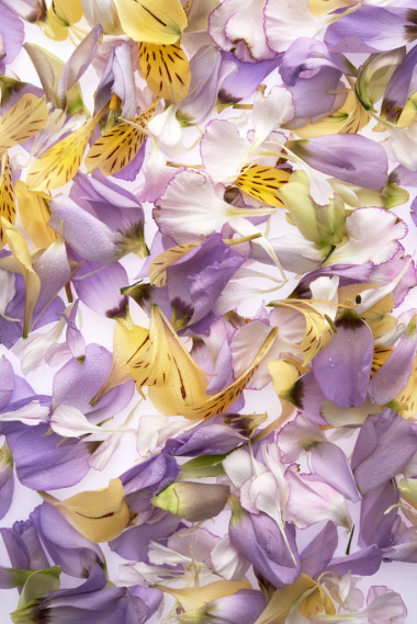 鮮艷的花朵花冠圖片