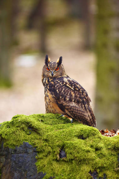 歐亞鷹貓頭鷹（Bubo bubo），森林中的肖像。老鷹貓頭鷹坐在巖石上的森林里，大貓頭鷹坐在布滿青苔的巖石上