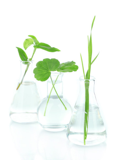 在試管中，孤立的白色襯底上的植物