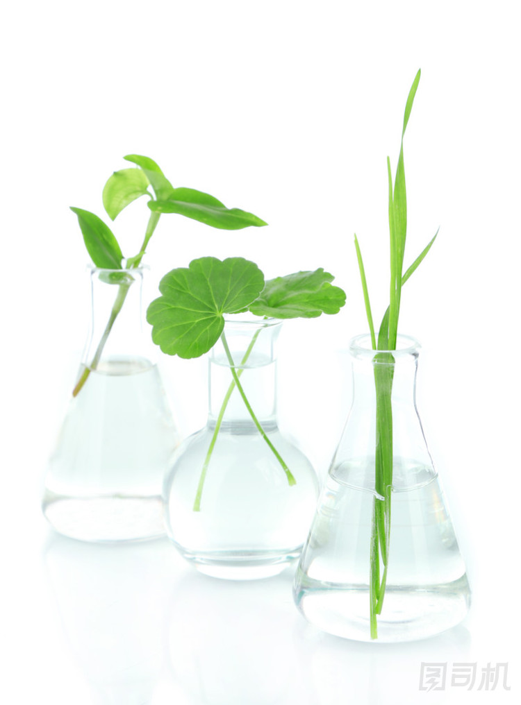在試管中，孤立的白色襯底上的植物