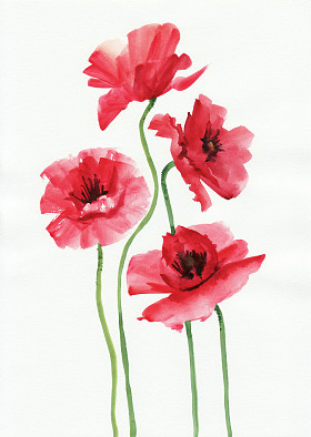 水彩绘画的红色罂粟花图片