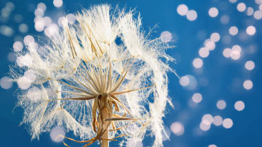 日落时的蒲公英。愿的自由。蒲公英的轮廓在夕阳的天空中飘扬.种子宏观特写。集中精神再见，夏天。希望和梦想的概念。脆弱的。春天的时候