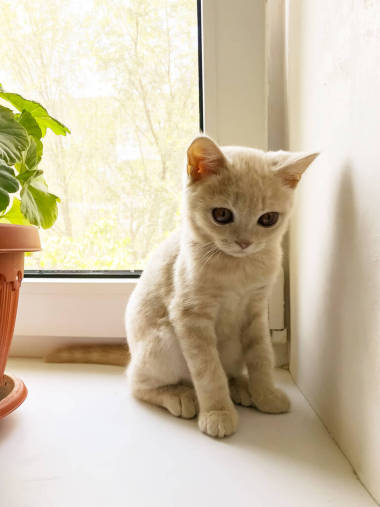 小英國貓咪坐在窗臺(tái)上