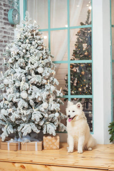 雪白毛茸茸的狗在圣誕樹旁把萊卡喂大了。白色的哈士奇背景的圣誕裝飾。門廊上的大白狗