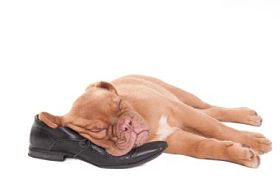 睡着的小狗图片