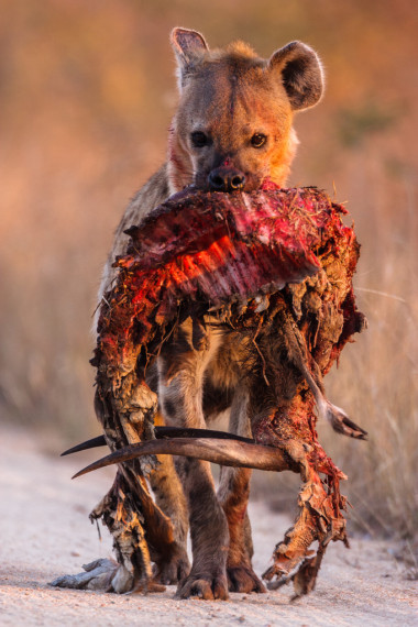 与羚羊斑点的 hayena