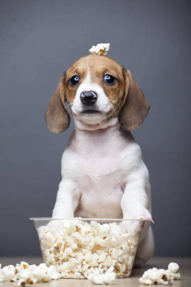 狗爆米花黑色背景圖像 照片