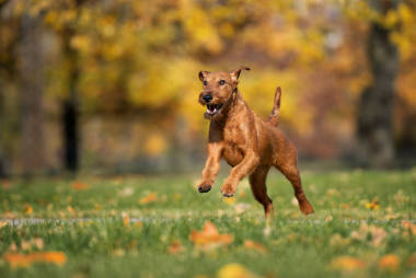 在公园里跑来跑去的爱尔兰小狗
