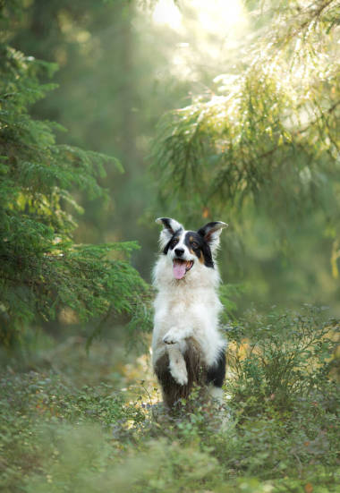 在森林里的狗。寵物狗的本性。黑白相間的邊境牧羊犬