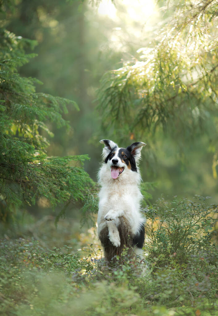 在森林里的狗。宠物狗的本性。黑白相间的边境牧羊犬