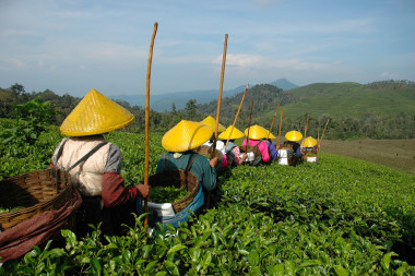 拾起茶