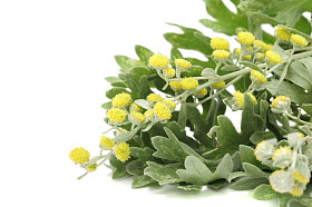 艾草叶和花照片