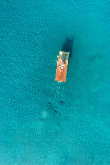 地中海的虾船，在马拉加海岸前。采摘典型的(concha fina)蛤蟆(Cytherea chione))