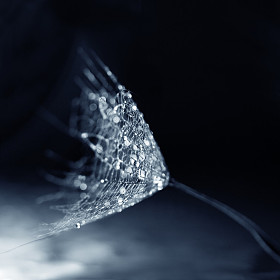 蒲公英的花粉图片