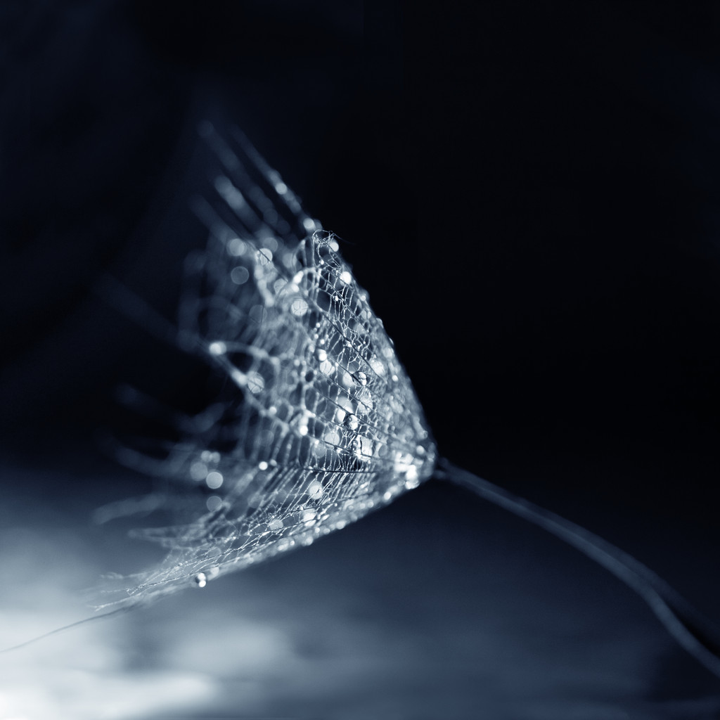 蒲公英的花粉图片