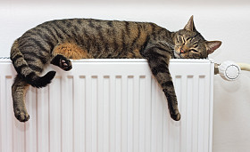 放松在散热器上的猫