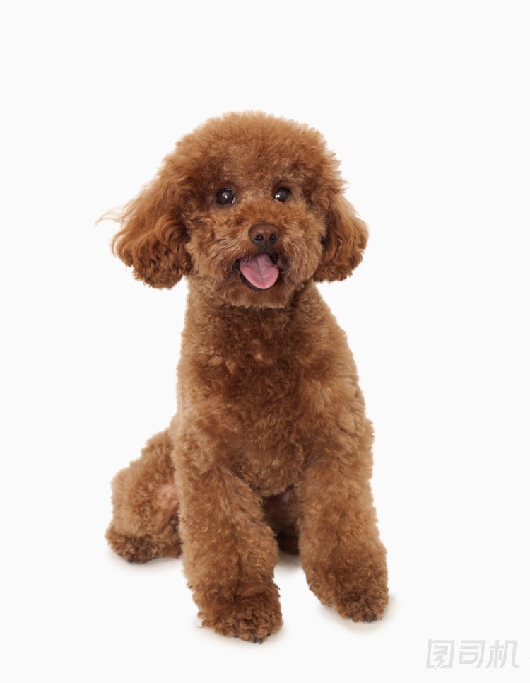 棕色貴賓犬