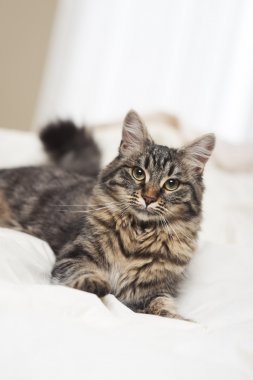 可爱猫咪图片