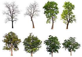 白色背景的隔离收集树 图片