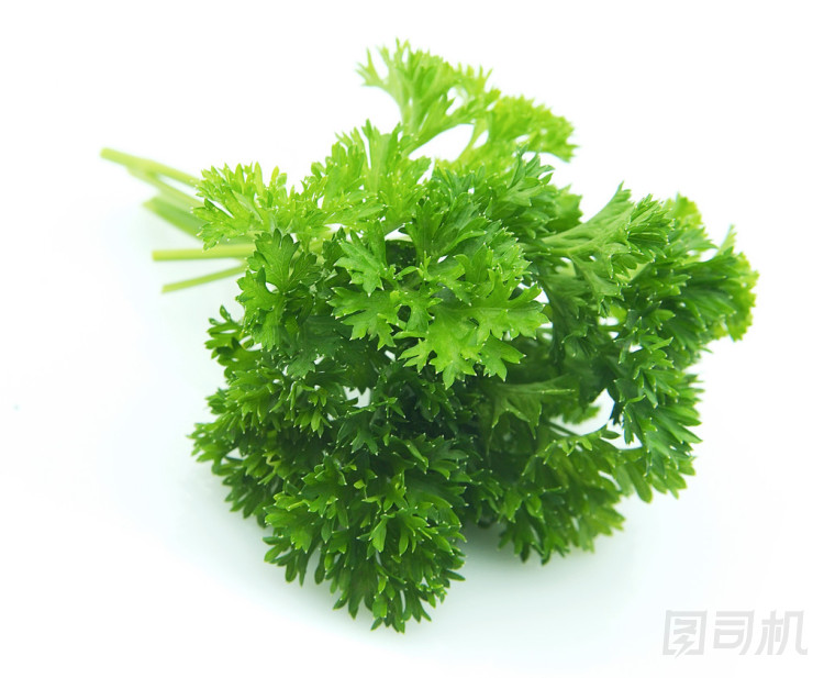 卷曲香菜