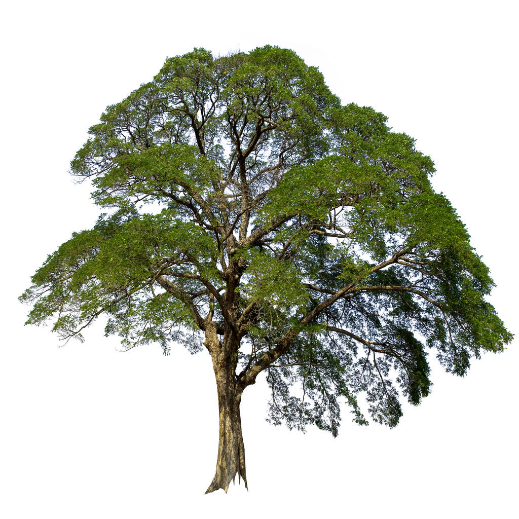 在白色背景上被隔离的树