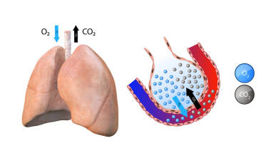 肺的解剖，肺泡，肺的氣體轉(zhuǎn)移，血液的氧化，呼吸系統(tǒng)，肺炎