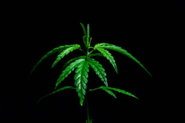 美丽的大麻绿叶使天然植物成为化学药品保健