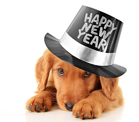 快乐新的一年的小狗