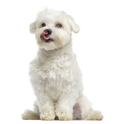 馬耳他舔，坐，7 個月大，白色襯底上分離