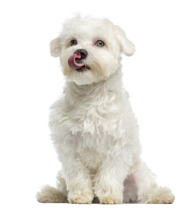 马耳他舔，坐，7 个月大，白色衬底上分离