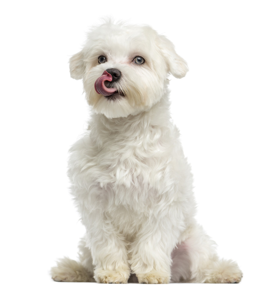 马耳他舔，坐，7 个月大，白色衬底上分离