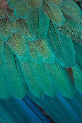 孔雀的细节图片