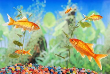 fishtank 與金魚圖片