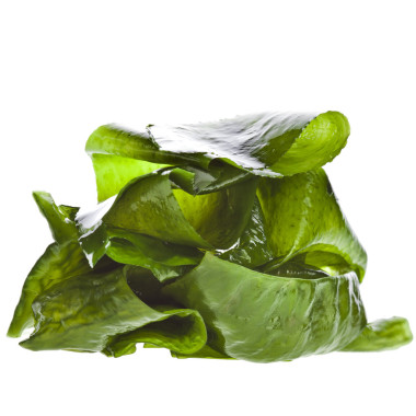 海帶海帶（昆布）堆山收了起來孤立在白色背景