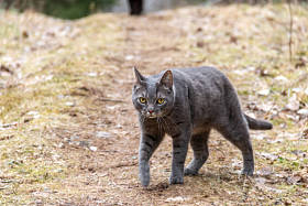 灰胖胖的猫偷偷摸摸地爬到室外