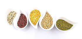 豆和小扁豆品种照片