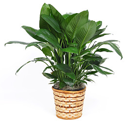 室内植物图片