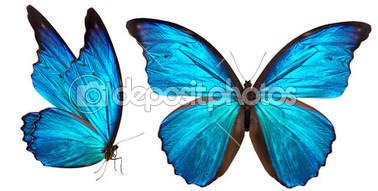 美麗的蝴蝶在白色隔離圖片