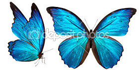 美丽的蝴蝶在白色隔离图片