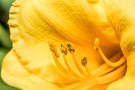 近摄镜头花用精细的细节图片
