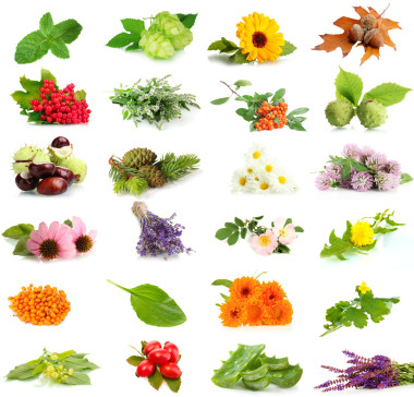 草药和植物上白色孤立的拼贴照片