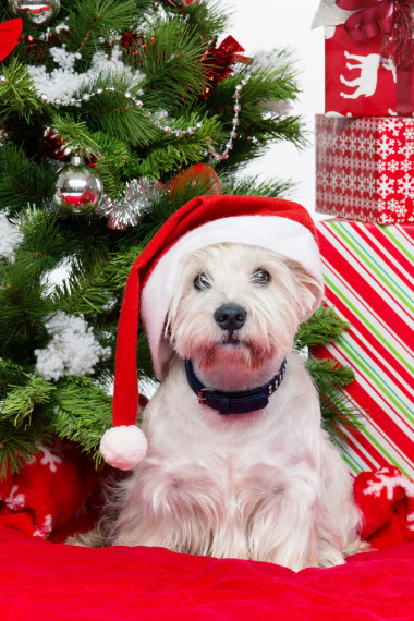 圣誕帽子的西高地