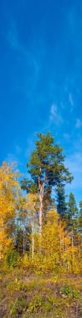 垂直的全景。秋季景观照片