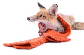 狐狸用围巾图片