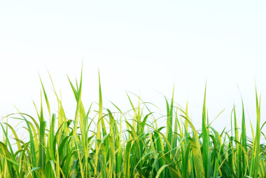 甘蔗葉背景圖片